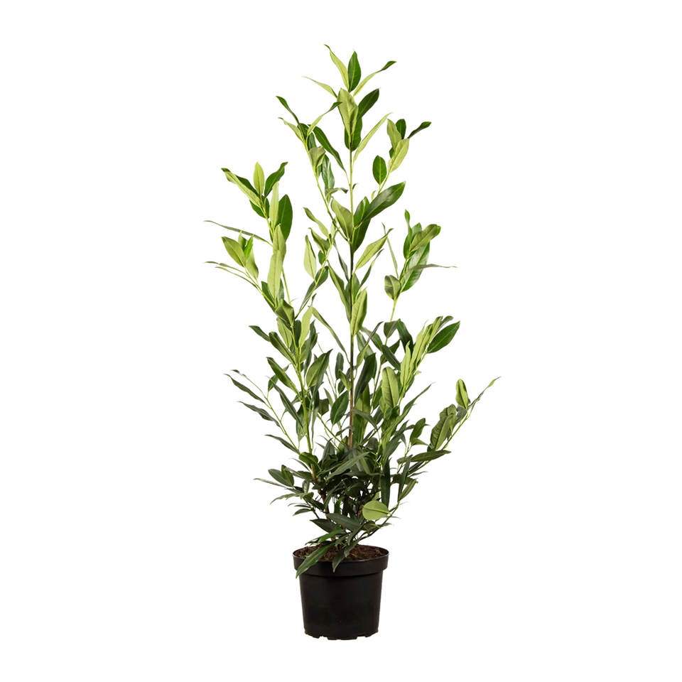Laurier Herbergii