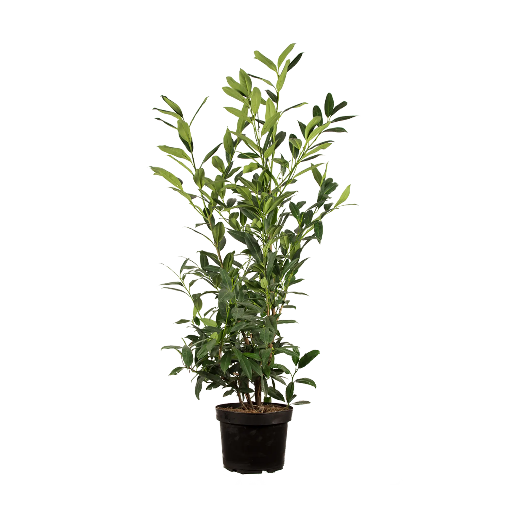 Laurier Herbergii