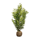 Laurier Herbergii