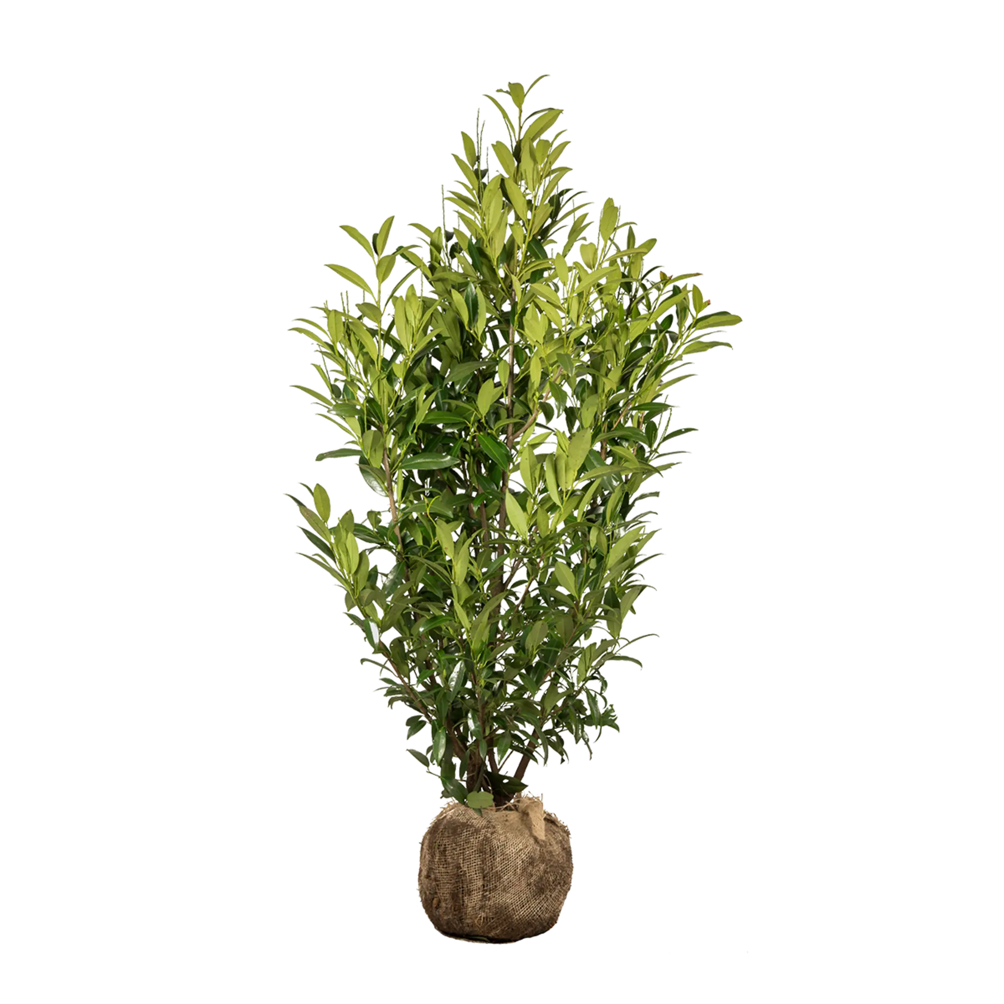 Laurier Herbergii