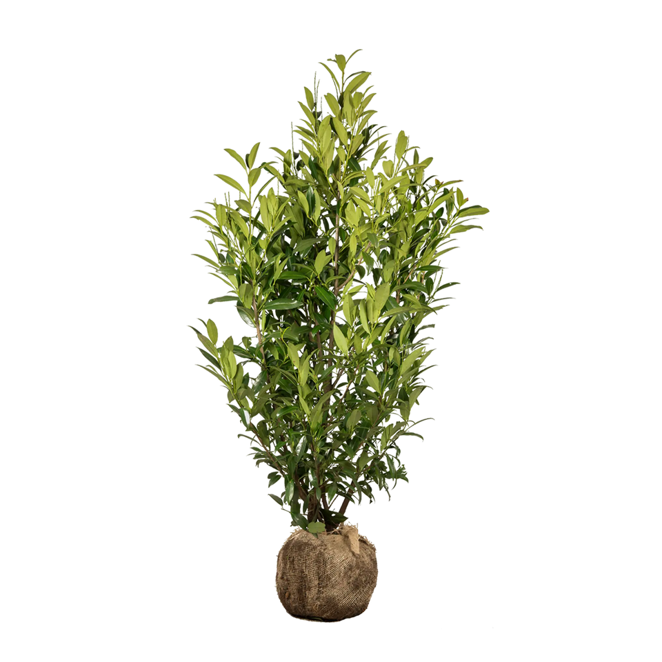 Laurier Herbergii