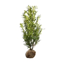 Laurier Herbergii