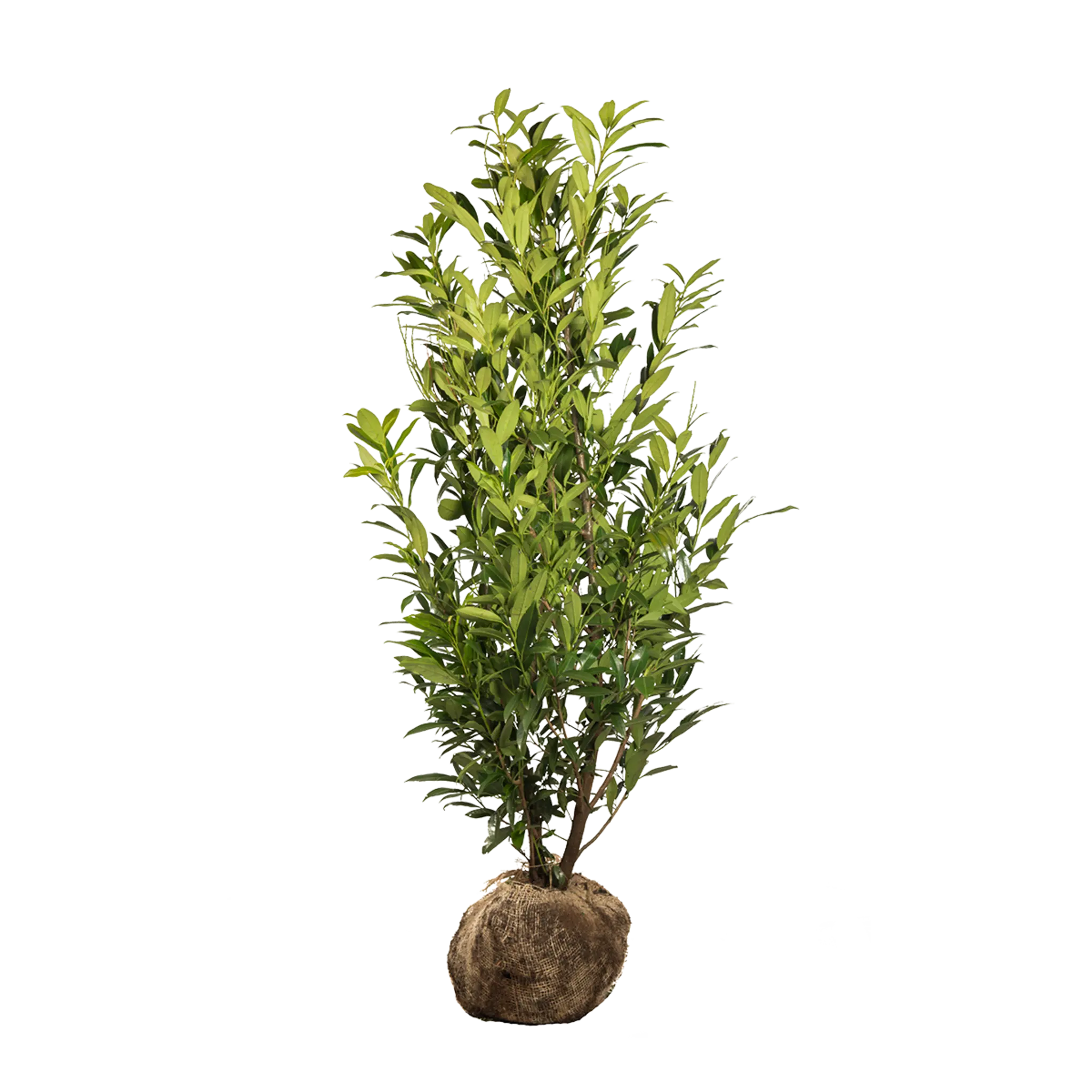 Laurier Herbergii