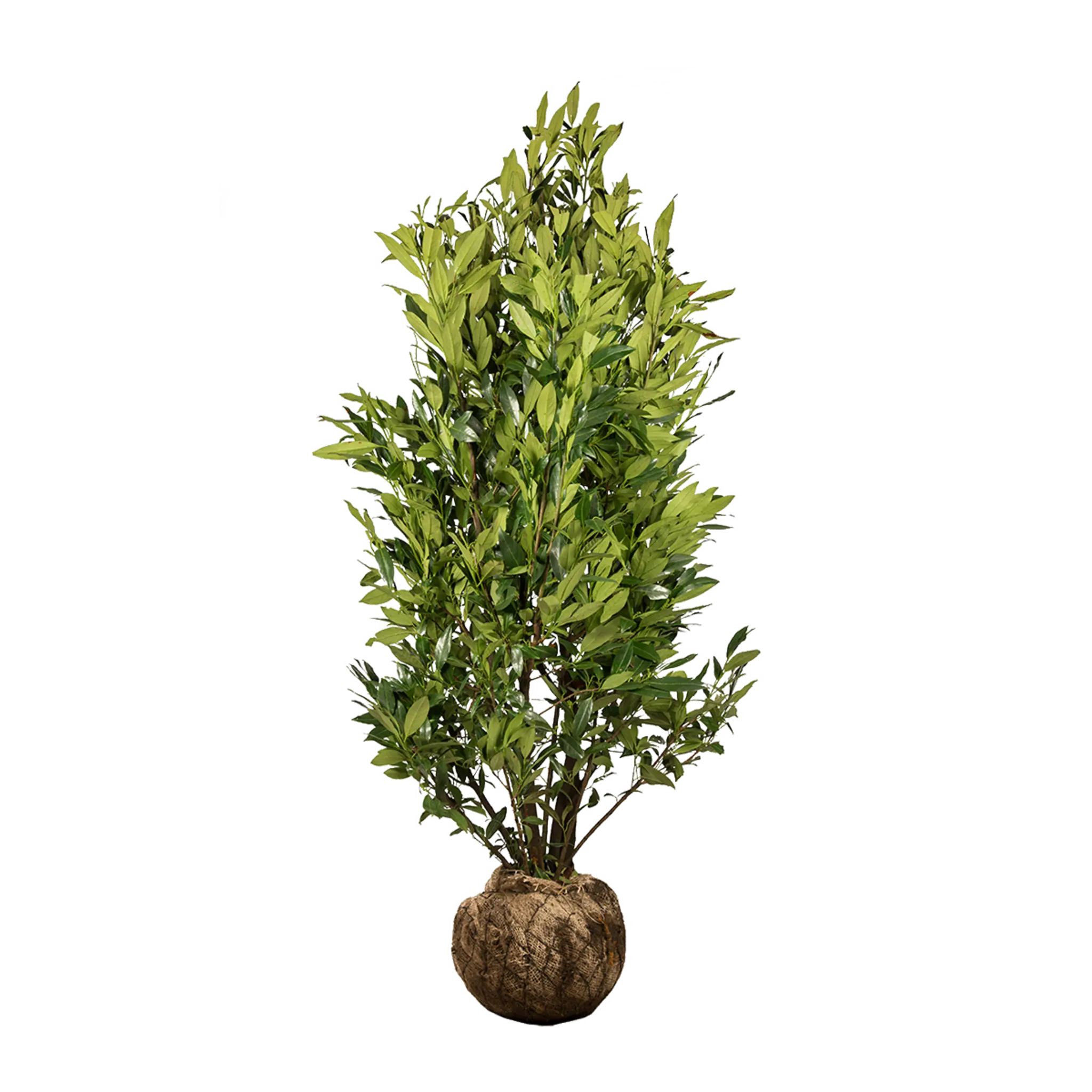 Laurier Herbergii