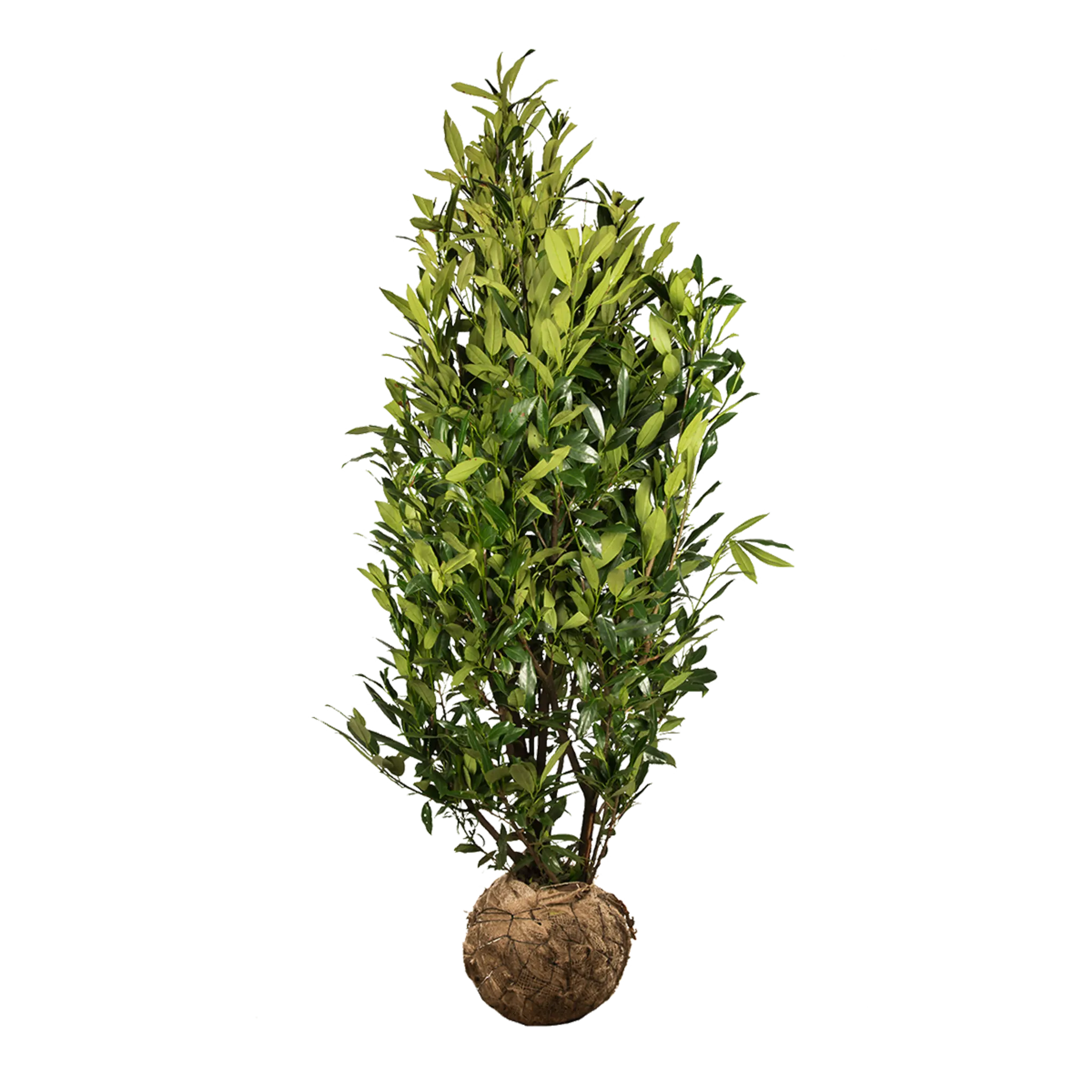 Laurier Herbergii