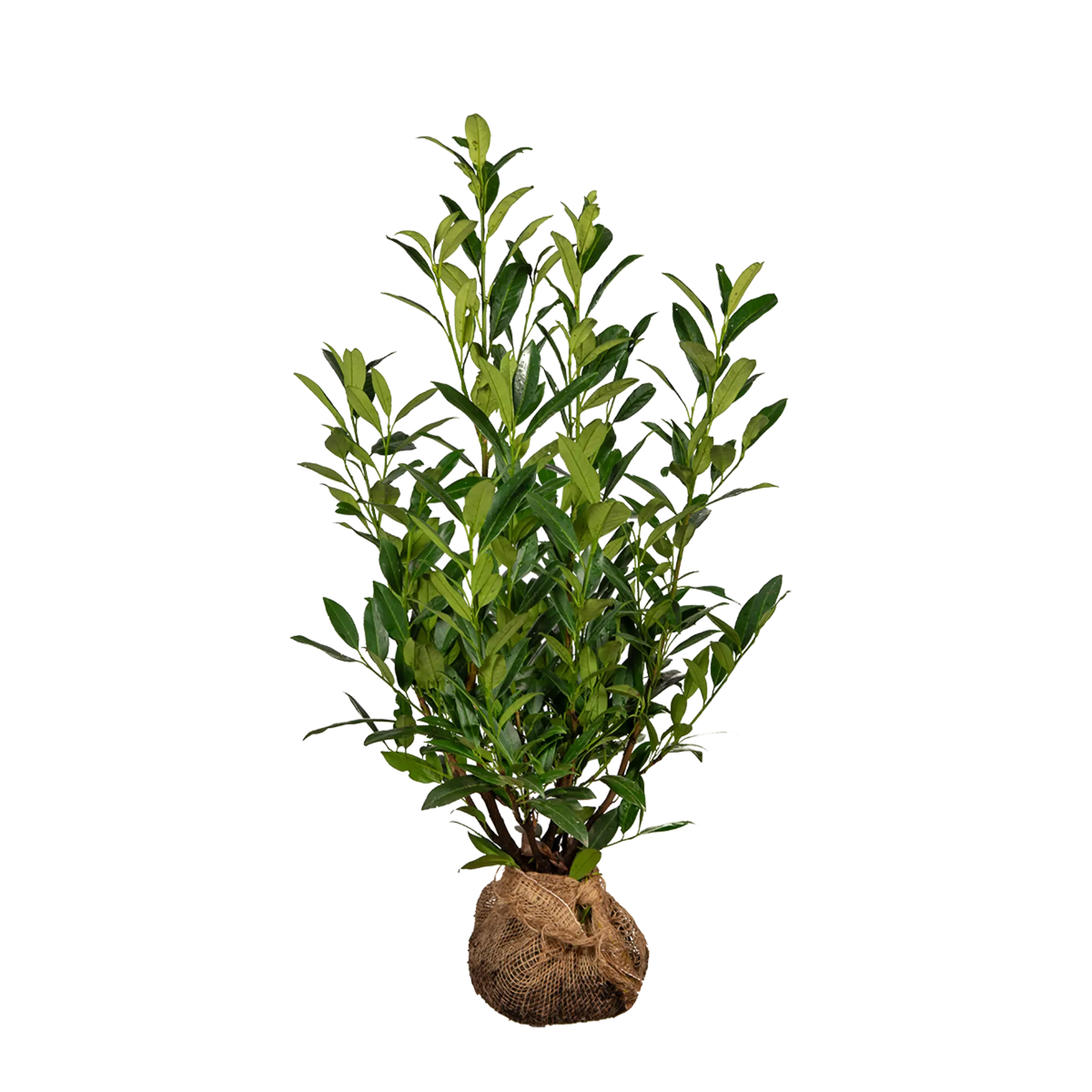Laurier Herbergii