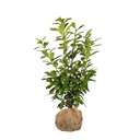 Laurier Novita