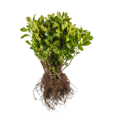 Laurier Rotundifolia