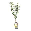 Peer 'Gieser Wildeman'