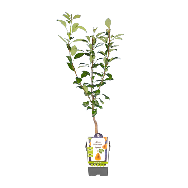 Peer 'Gieser Wildeman'