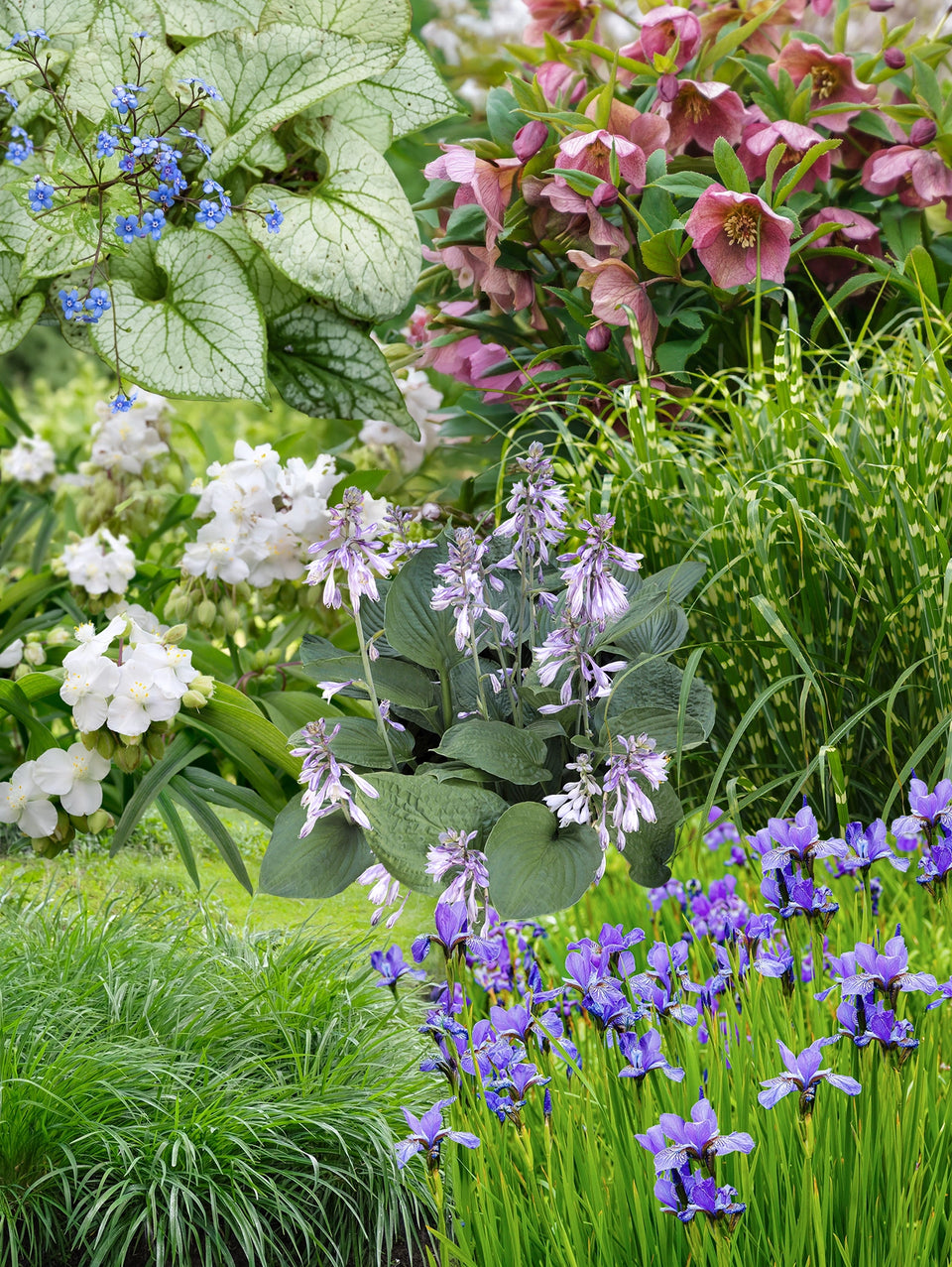 Borderpakket bladplanten