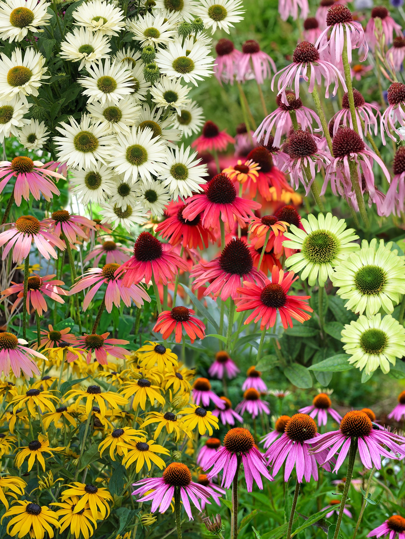 BIO Zonnehoed 'white swan' - Echinacea purpurea 'alba BIO Zonnehoed 'white swan' - Echinacea purpurea 'alba
