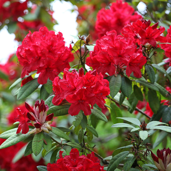 Rhododendron 'Red Jack' | 50-60 cm In pot | Garmundo.nl