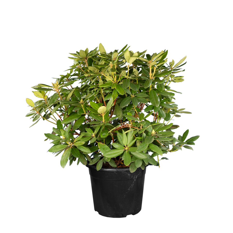 Rhododendron Catawbiense Grandiflorum