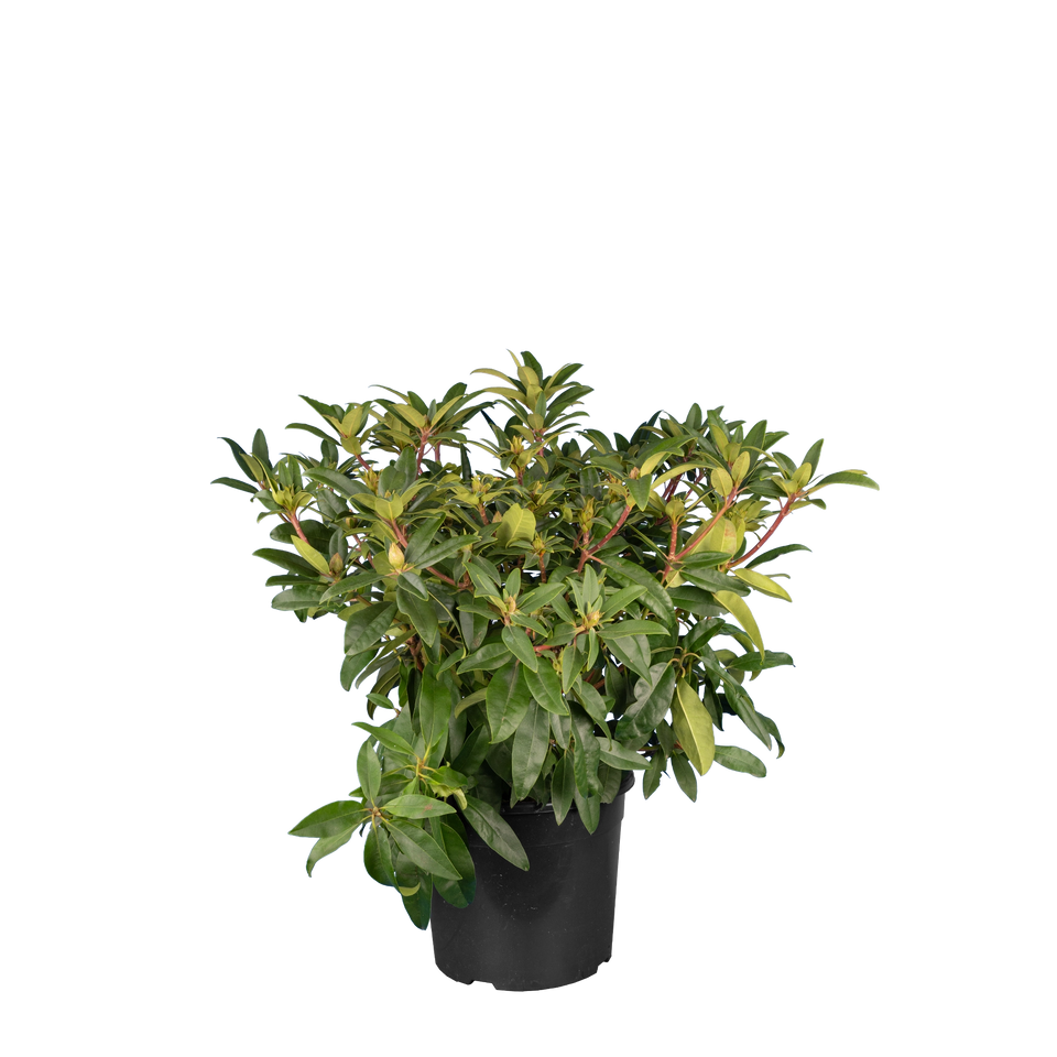 Rhododendron Marie Forte