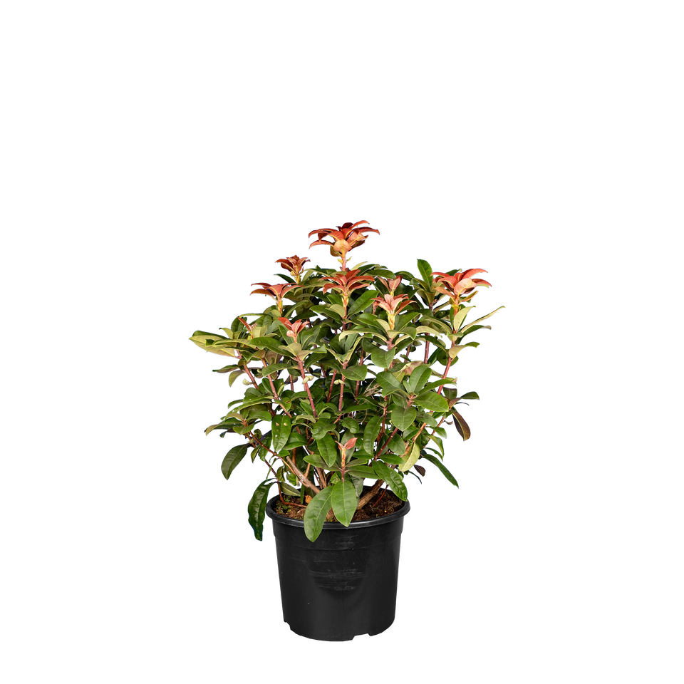 Rhododendron Moser's Maroon