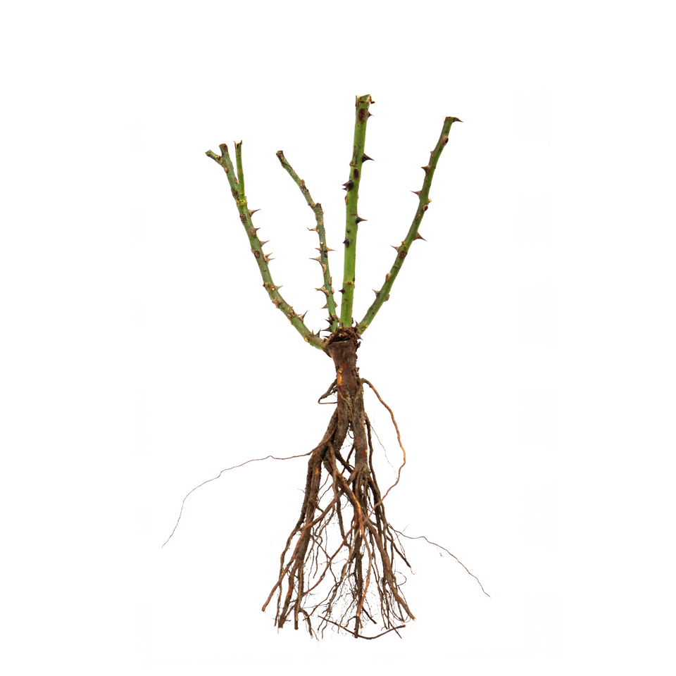 Perkroos Friesia ®