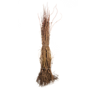 Duinroos