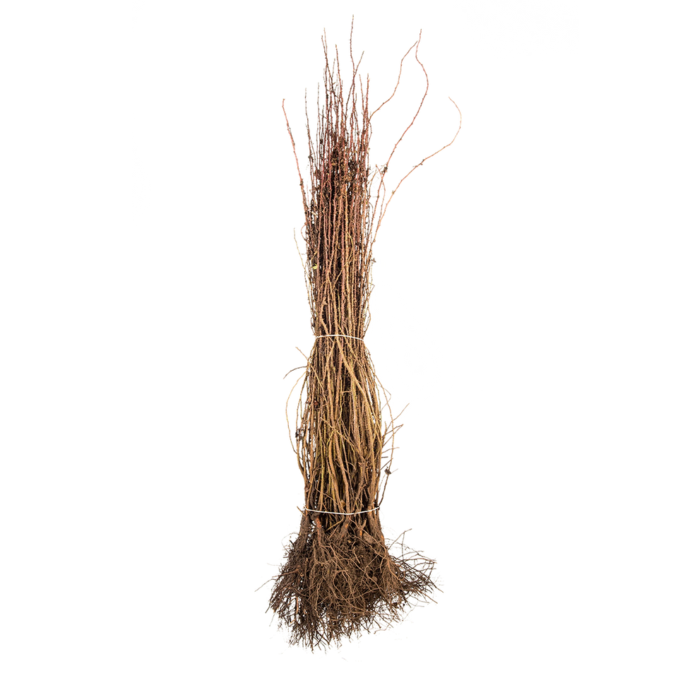 Duinroos