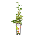 Braamboos 'Tayberry'
