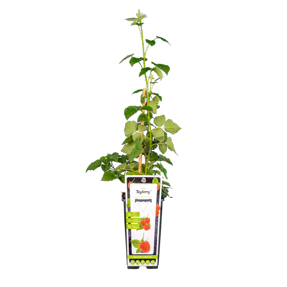 Braamboos 'Tayberry'