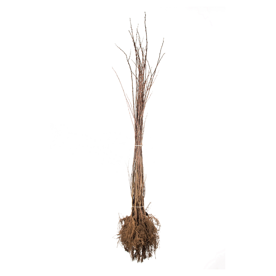 Boswilg