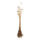 Vlierbes (zwarte vlier)
