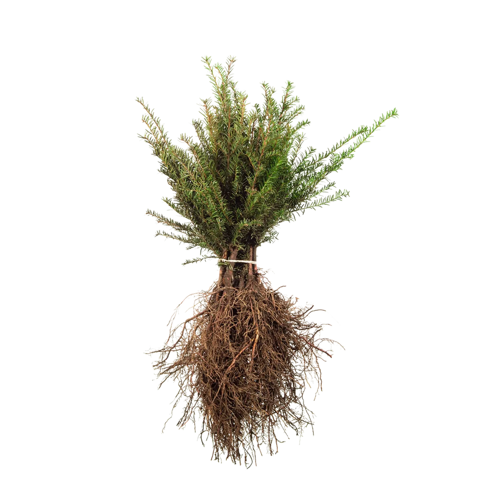 Taxus baccata