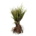 Taxus baccata
