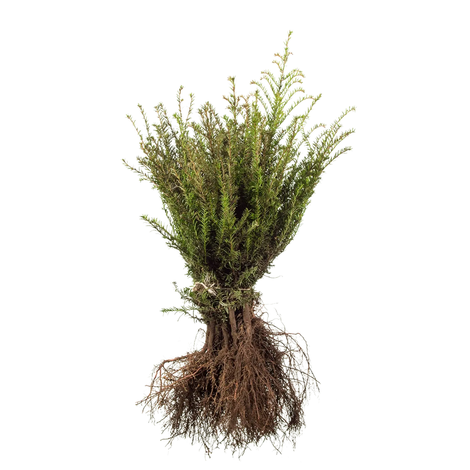 Taxus baccata