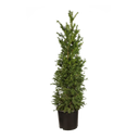 Taxus baccata