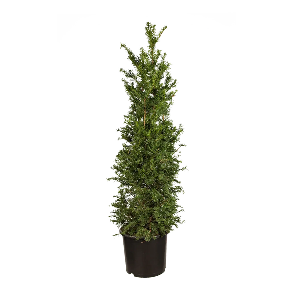Taxus baccata