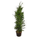 Taxus baccata