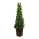 Taxus baccata