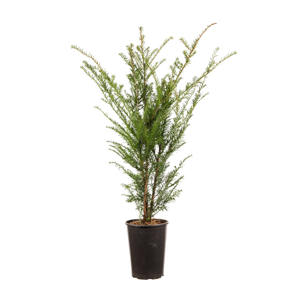 Taxus baccata conifeer | 50-60 cm In pot