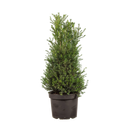 Taxus baccata