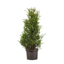 Taxus baccata