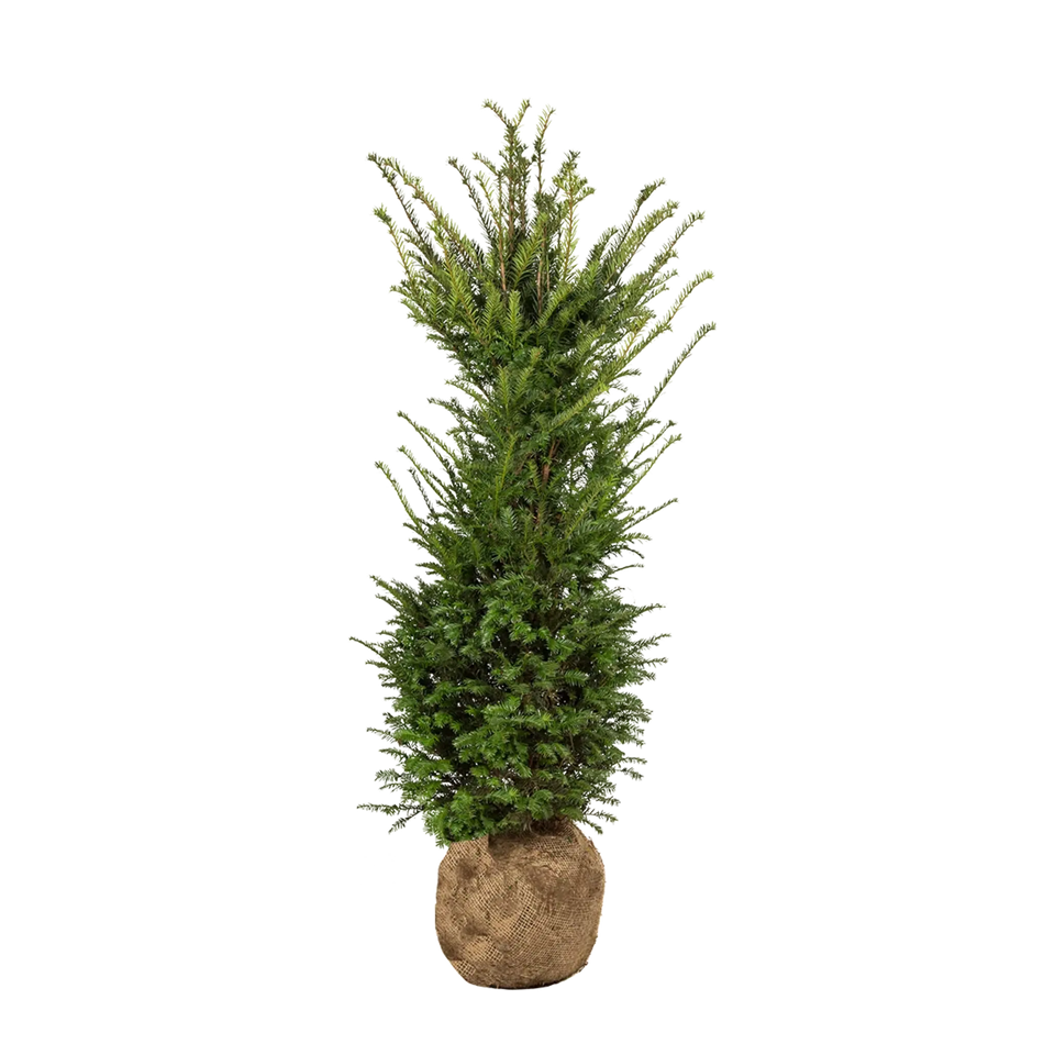Taxus baccata
