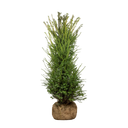 Taxus baccata