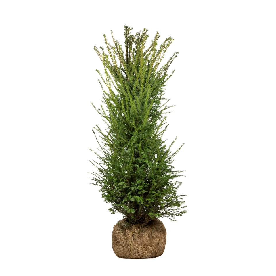 Taxus baccata