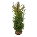 Taxus baccata