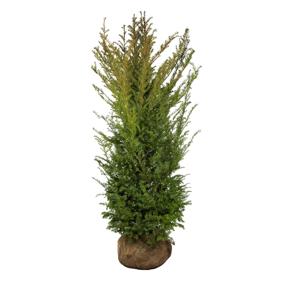 Taxus baccata