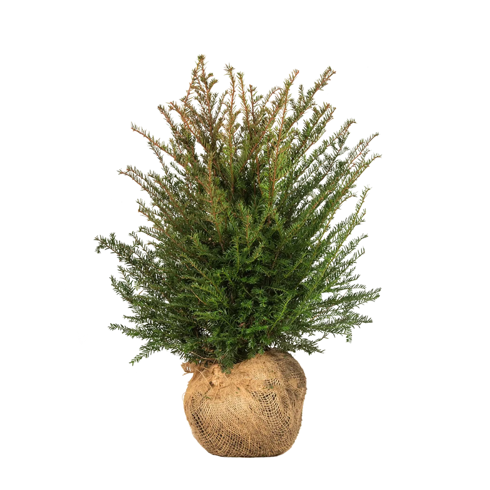 Taxus baccata