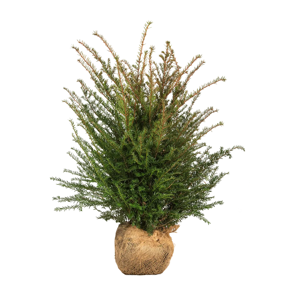 Taxus baccata