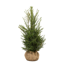 Taxus baccata