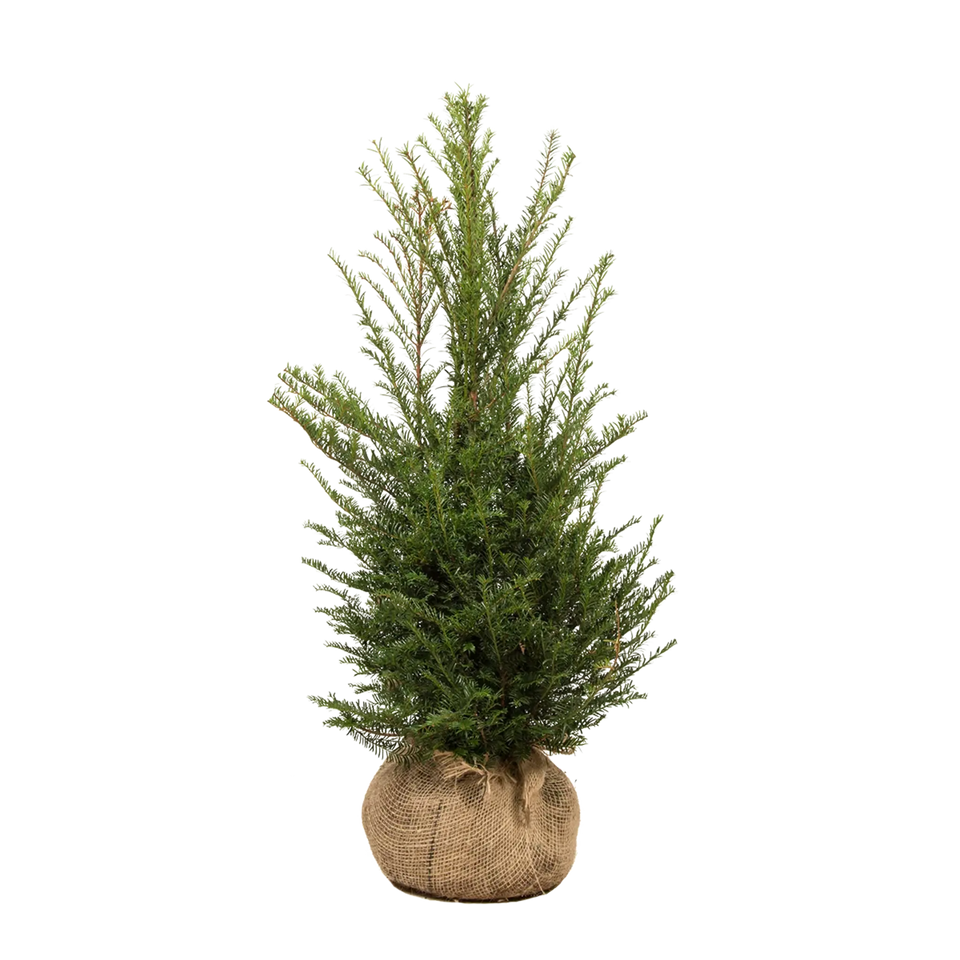 Taxus baccata