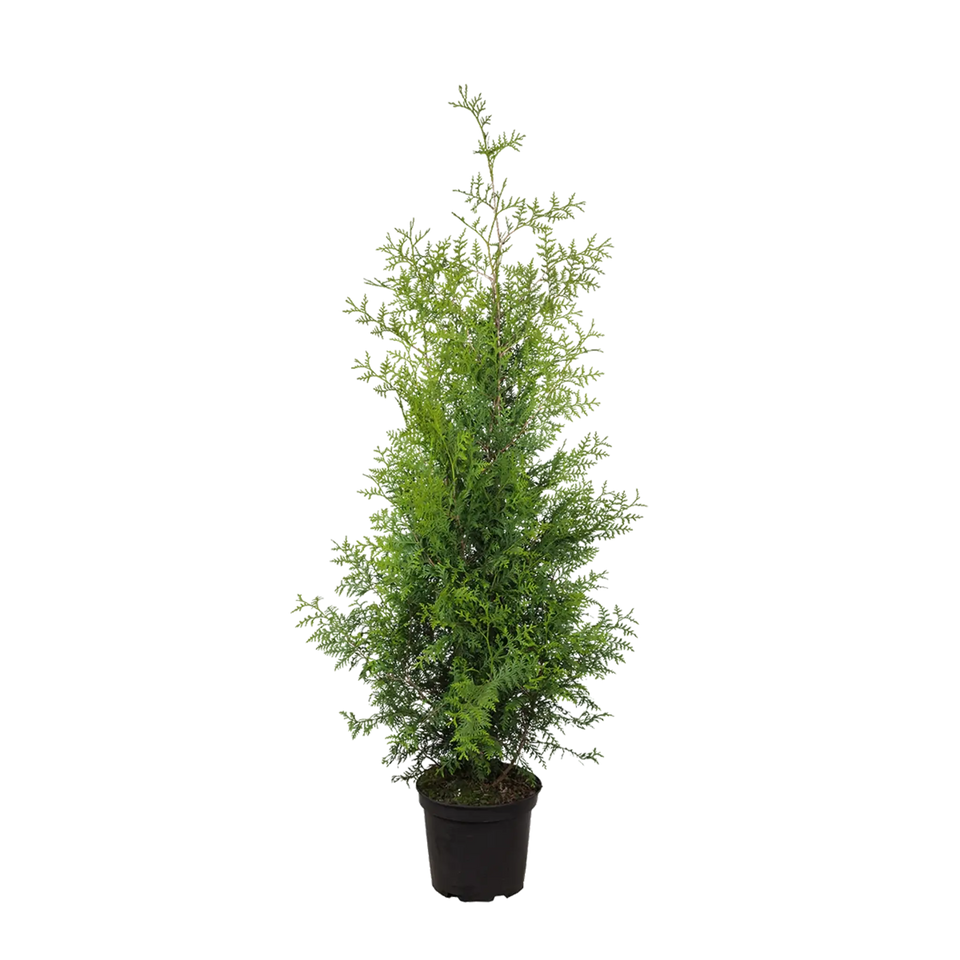 Thuja Brabant