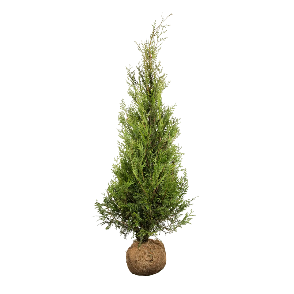 Thuja Atrovirens