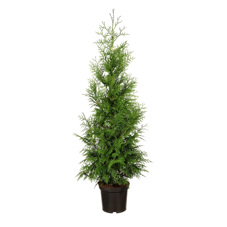 Thuja Excelsa