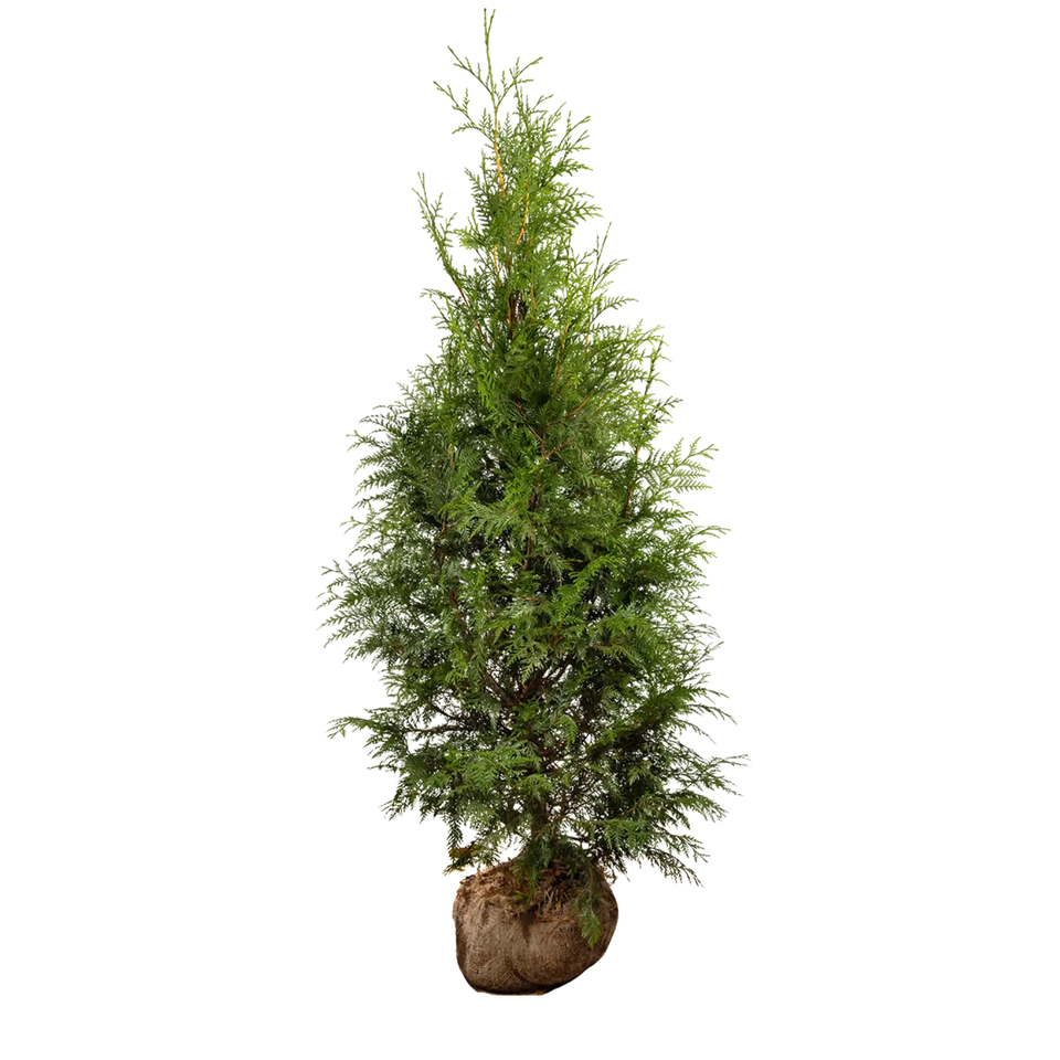 Thuja Excelsa